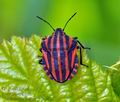 Graphosoma_lineatum_bc4808