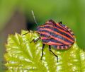 Graphosoma_lineatum_bc4821