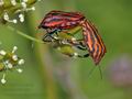 Graphosoma_lineatum_d1321