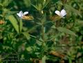 Gratiola_officinalis_4784