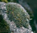 Grimmia_pulvinata_8425