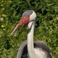 Grus_carunculatus_bj5322