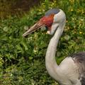 Grus_carunculatus_bj5341