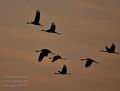 Grus_grus_fg0770