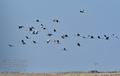 Grus_grus_h3185