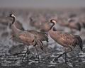 Grus_grus_hb1902