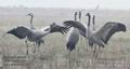 Grus_grus_mb6679
