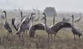 Grus_grus_mb6721