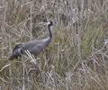 Grus_grus_r4766