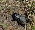 Gryllus_campestris_ak2093