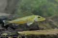 Gymnocephalus_schraetser_he9123
