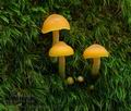 Gymnopilus_bellulus_hy9214