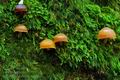 Gymnopilus_bellulus_hy9218