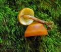 Gymnopilus_bellulus_hy9221