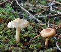 Gymnopilus_decipiens_bm6890