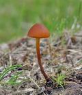 Gymnopilus_fulgens_bp0311