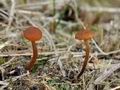 Gymnopilus_fulgens_bp0329