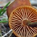 Gymnopilus_fulgens_bp0335