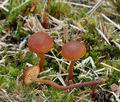 Gymnopilus_fulgens_bp0352