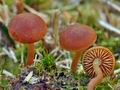 Gymnopilus_fulgens_bp0361