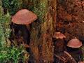 Gymnopilus_josserandii_bo6579