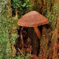 Gymnopilus_josserandii_bo6583