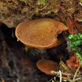 Gymnopilus_josserandii_bo6595