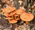 Gymnopilus_junonius_a7973