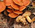 Gymnopilus_junonius_a7981