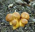 Gymnopilus_junonius_ai8892