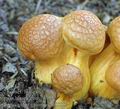 Gymnopilus_junonius_ai8898