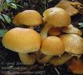 Gymnopilus_junonius_aj0025