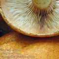 Gymnopilus_junonius_aj0039