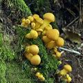 Gymnopilus_junonius_bm0751