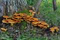 Gymnopilus_junonius_hy9013