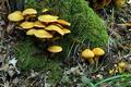 Gymnopilus_junonius_hy9021