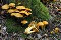 Gymnopilus_junonius_hy9029