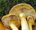 Gymnopilus_junonius_hy9036