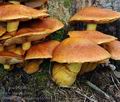 Gymnopilus_junonius_hy9037