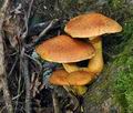 Gymnopilus_junonius_hy9057