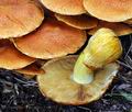 Gymnopilus_junonius_hy9058