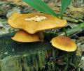 Gymnopilus_penetrans_bo5562