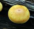 Gymnopilus penetrans bv1273