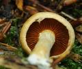 Gymnopilus_penetrans_hy8915