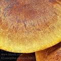 Gymnopilus_sapineus_bd0233