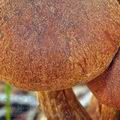 Gymnopilus_sapineus_bd0234