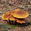 Gymnopilus_sapineus_bd0242