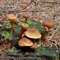 Gymnopilus_sapineus_bd0243