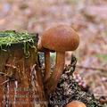 Gymnopilus_sapineus_bd0262