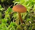 Gymnopilus sapineus bu4567